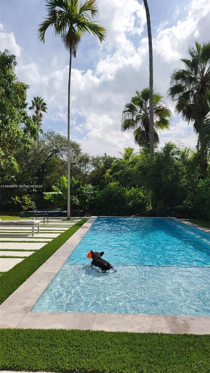A small black dog with an orange toy swims in a backyard swimming pool — 336 NE 85, El Portal FL 33138, EL PORTAL, FL