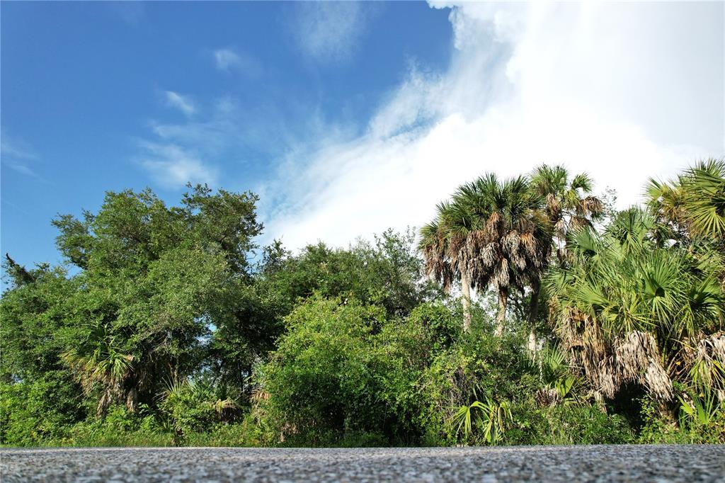 A low-angle view of a dense line of trees and palm trees against a blue sky — 2140 FERNWOOD STREET, PORT CHARLOTTE, FL