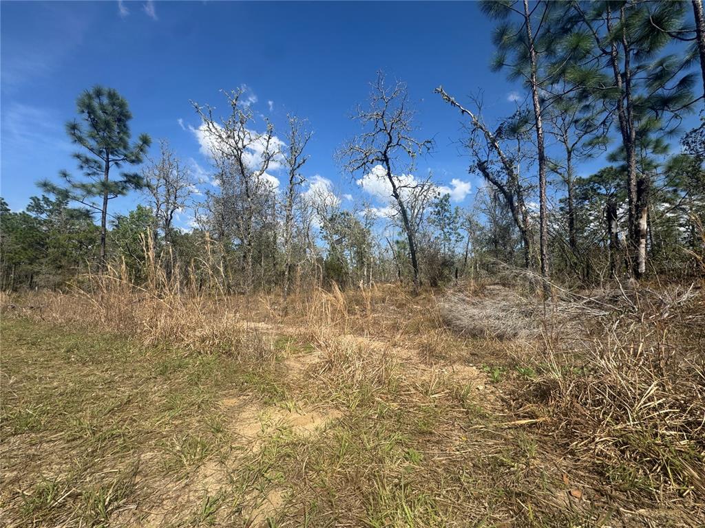 tbd NE 155TH AVENUE, WILLISTON, FL — photo 3 of 4