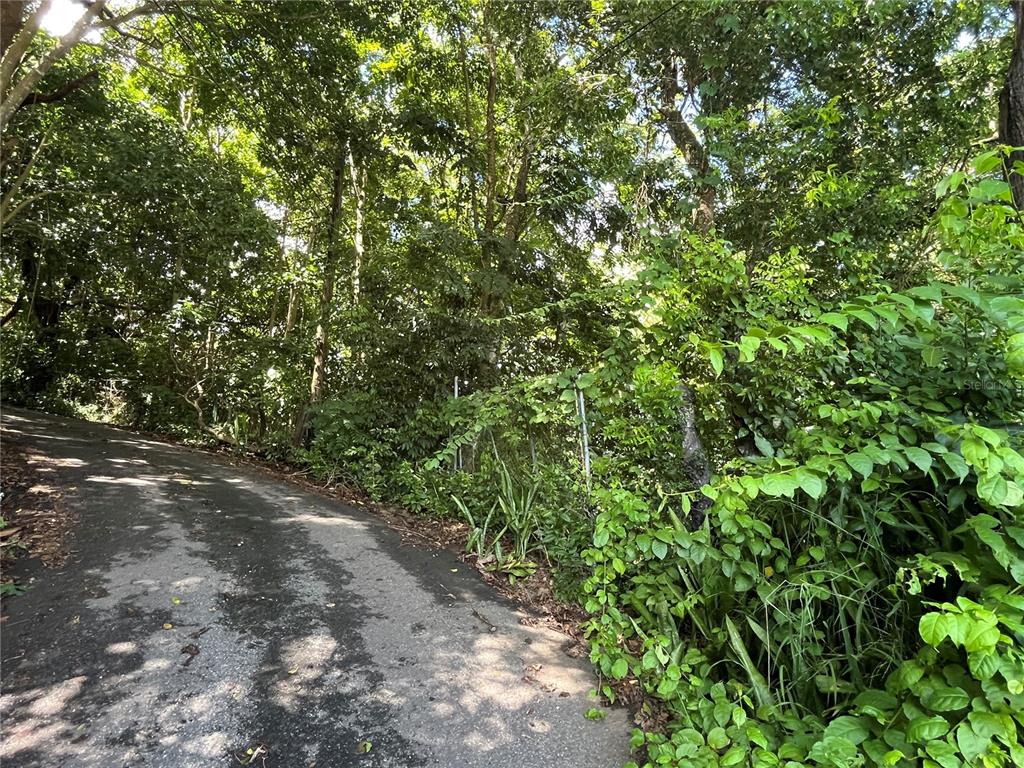 A paved road curves past a dense forest area with a chain-link fence — CARR 347 KM 1.6 BO SABANA GRANDE ABAJO, SAN GERMAN, PR