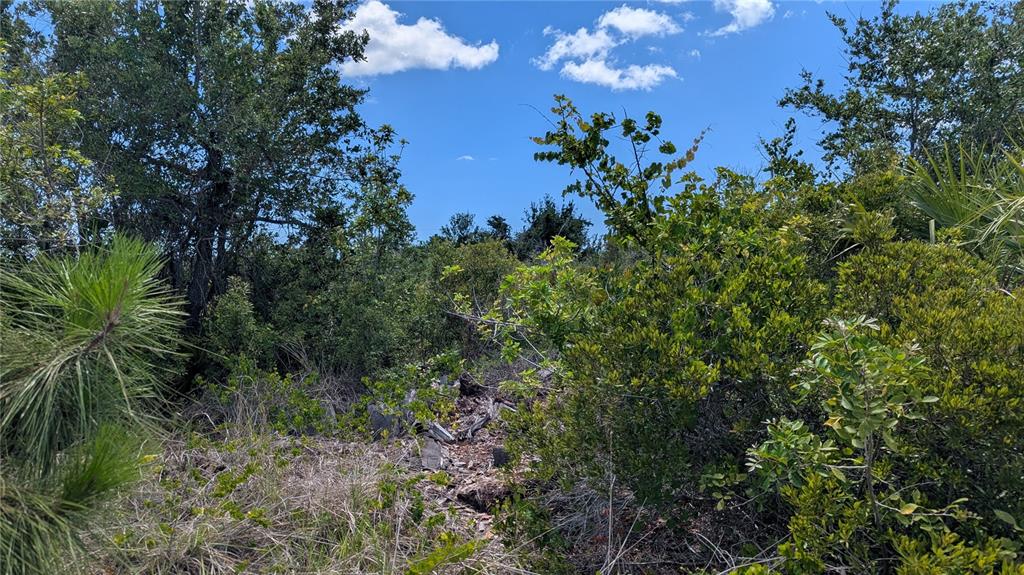 A view of a wooded lot with dense green trees, shrubs, and a clear blue sky — 13493 ABUTILON LANE, PORT CHARLOTTE, FL