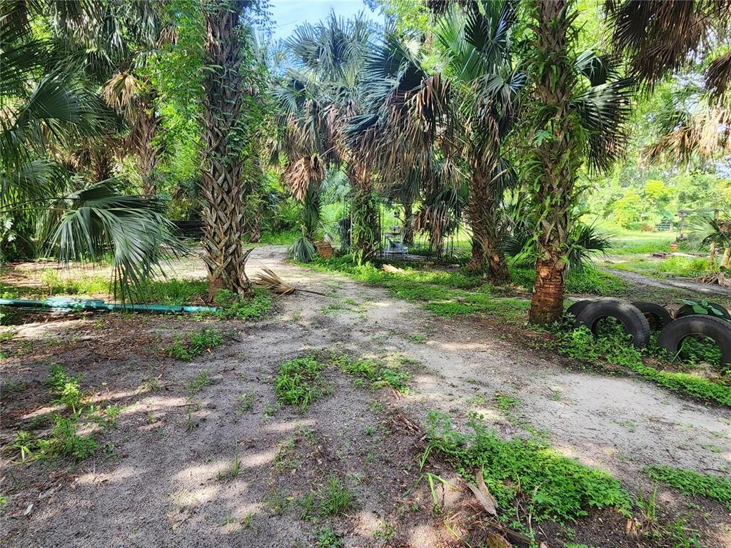 A dirt path winds through a wooded area filled with palm trees and scattered tires — SANFORD AVENUE, SANFORD, FL