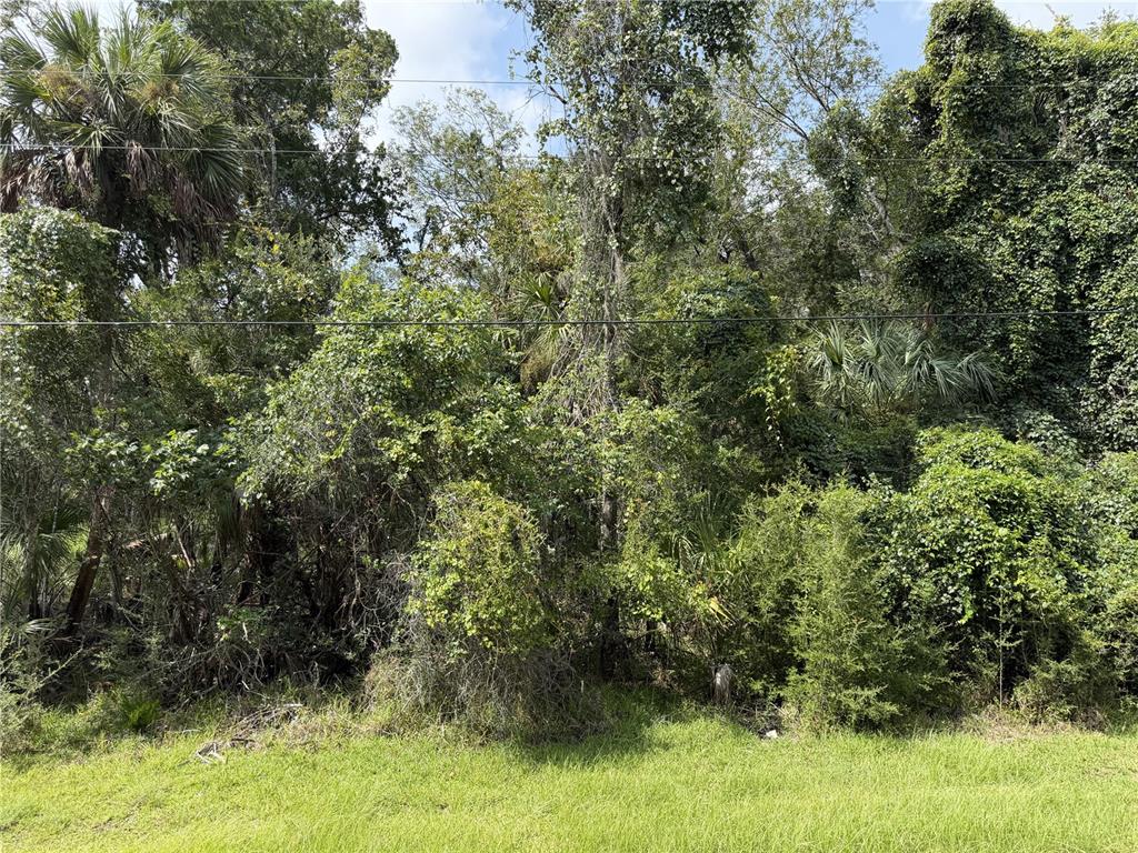 A dense, wooded lot with tall trees and thick undergrowth sits behind a grassy area — 10991 W LONDON LANE, HOMOSASSA, FL