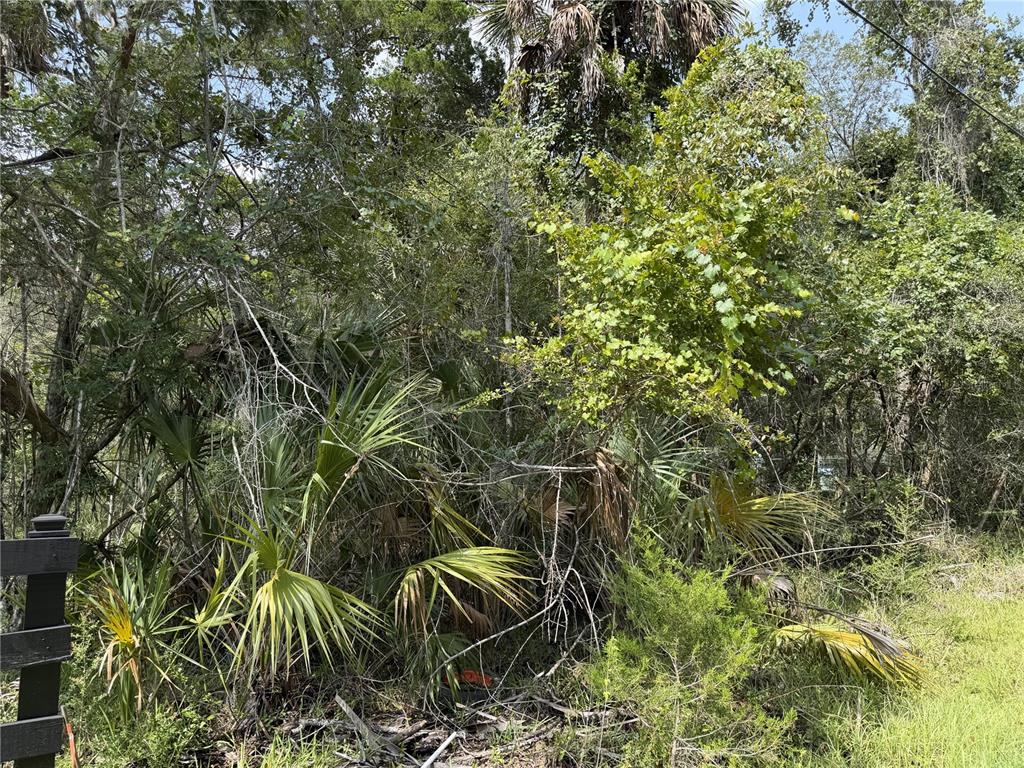 A dense, wooded lot features various trees, palmettos, and thick undergrowth — 10991 W LONDON LANE, HOMOSASSA, FL