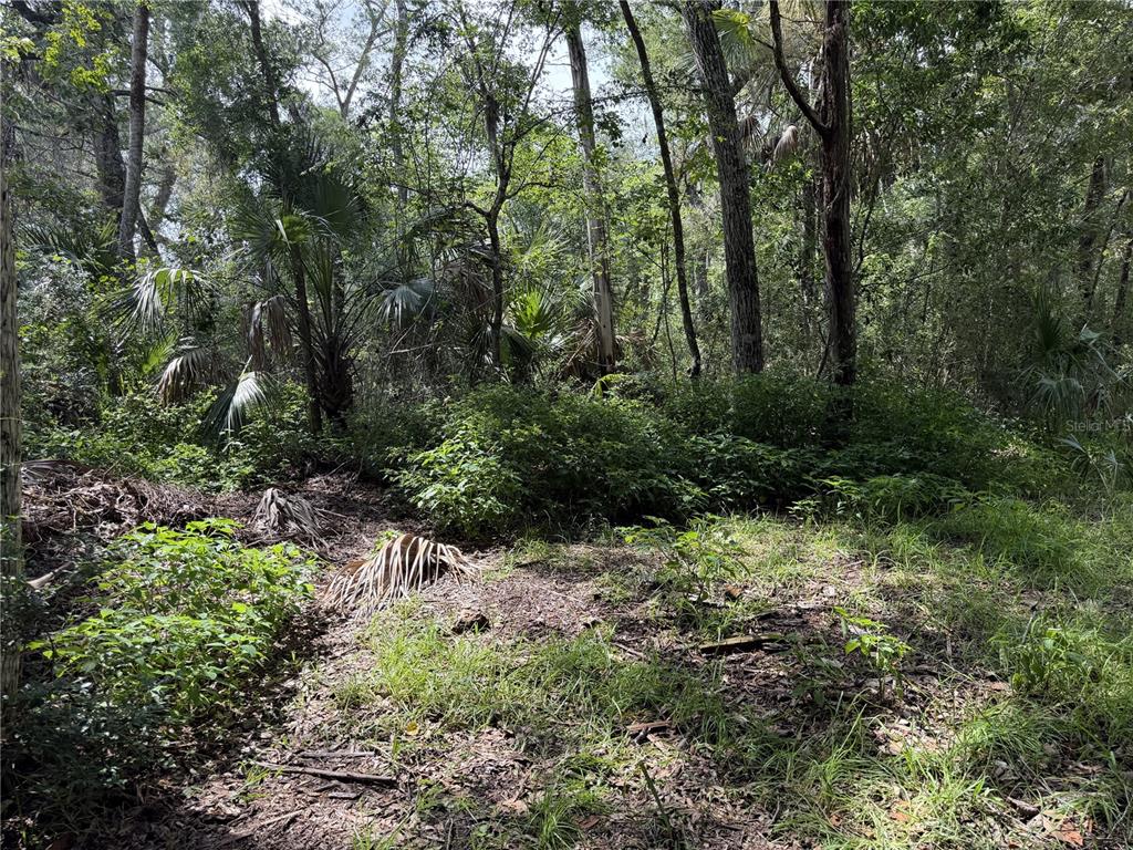 A wooded lot featuring dense trees, palmettos, and native ground cover under a bright sky — 10991 W LONDON LANE, HOMOSASSA, FL