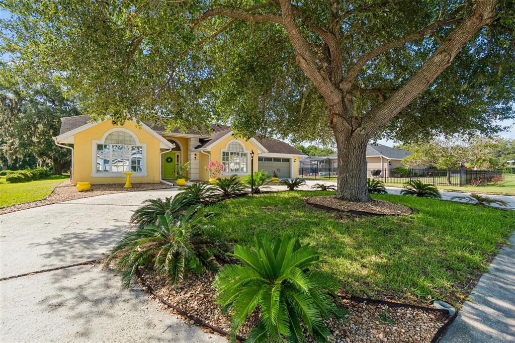 A yellow house with a large tree in the front yard and a concrete driveway — 12728 FLAMINGO PARKWAY, SPRING HILL, FL