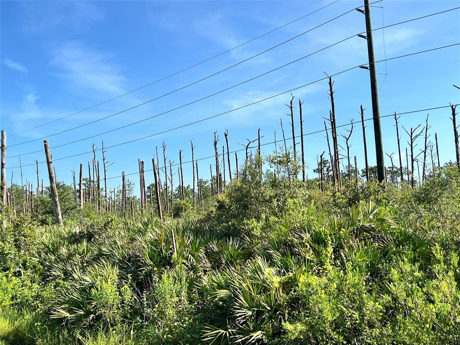 A utility pole and power lines stand above a field of brush and dead trees — 34964 N Hwy 441, Okeechobee FL 34972, OKEECHOBEE, FL