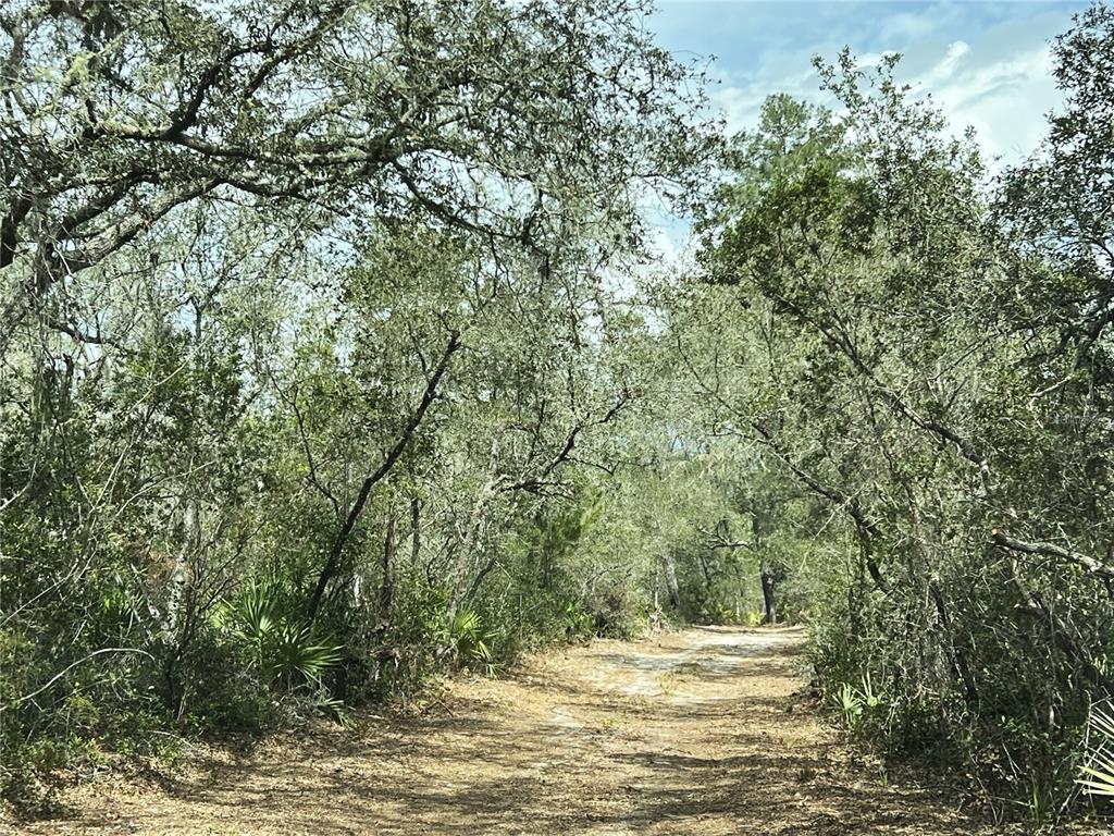 A dirt path winds through a wooded area with dense trees and palmetto plants — FOREST  02 ROAD, UMATILLA, FL