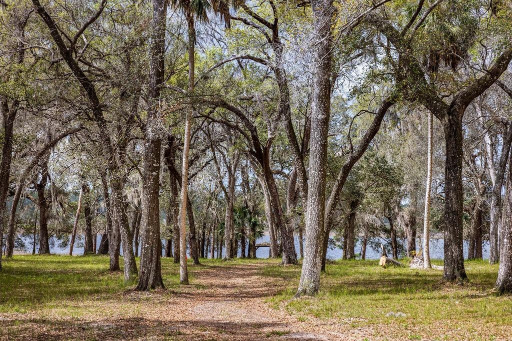 A wooded area with many mature oak trees and dry grass under a clear sky — FOREST  02 ROAD, UMATILLA, FL
