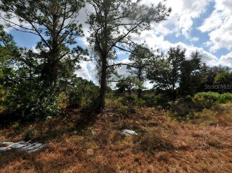 A wooded lot with tall pine trees and dry, grassy ground under a cloudy sky — WINTERVILLE CIRCLE, NORTH PORT, FL