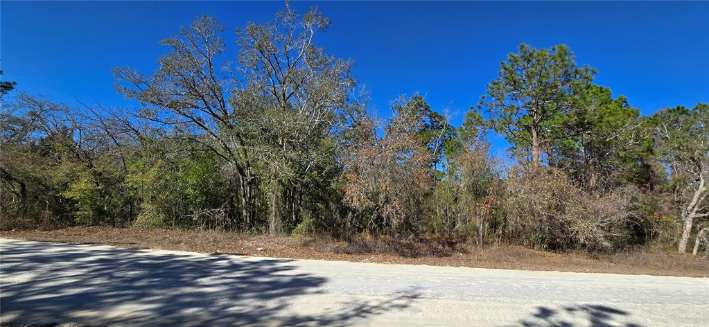 A gravel road runs in front of a wooded lot with various trees and shrubs — 13231 ROAD RUNNER AVENUE, WEEKI WACHEE, FL