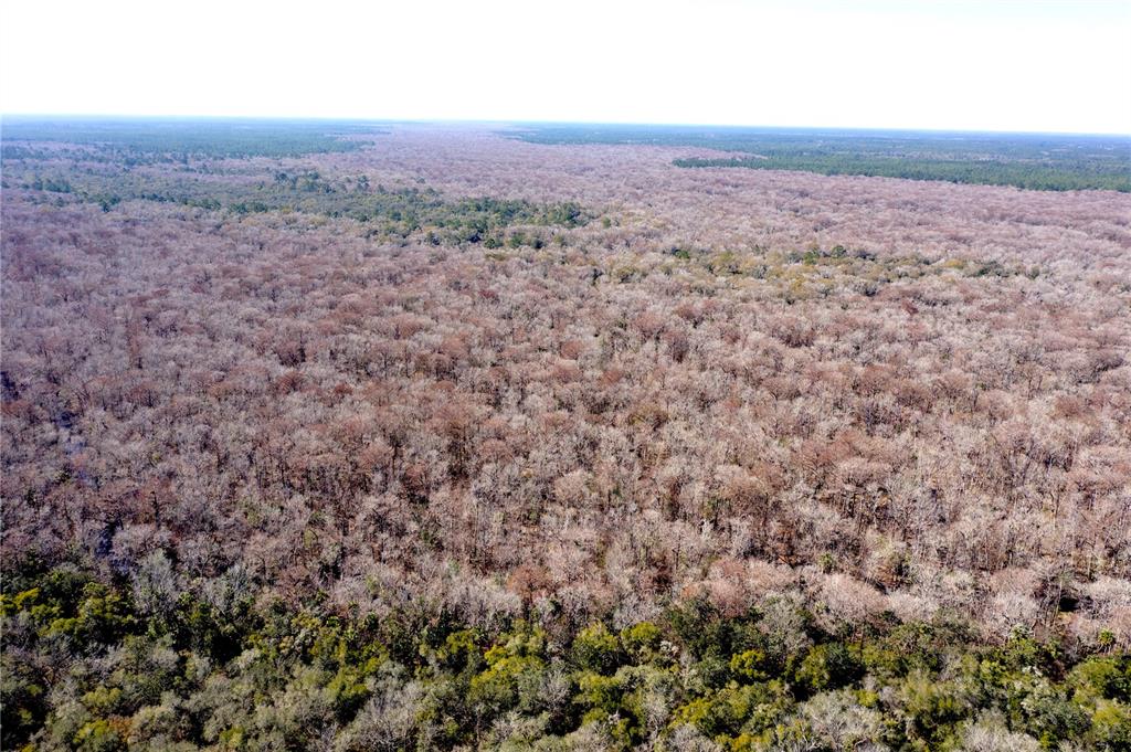 An aerial view shows a vast forest with a mix of deciduous and evergreen trees — TBD NE 170TH AVENUE ROAD, FORT MC COY, FL