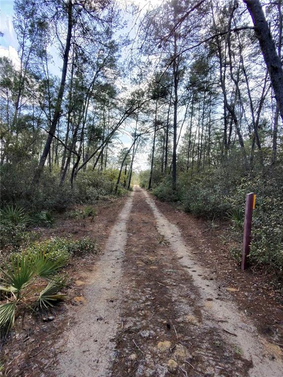 A dirt path leads through a wooded area with tall pine trees and low brush — TBD NE 170TH AVENUE ROAD, FORT MC COY, FL