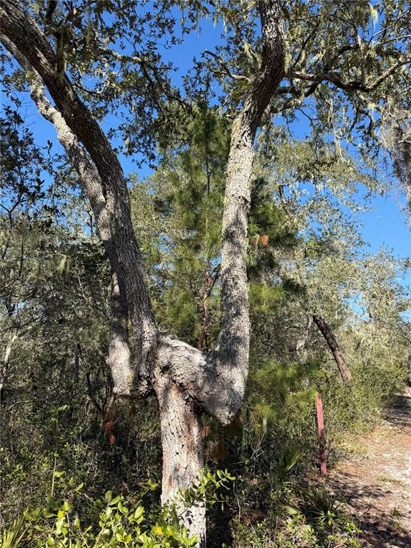 A large, uniquely shaped oak tree with a split trunk stands in a wooded area — TBD NE 170TH AVENUE ROAD, FORT MC COY, FL