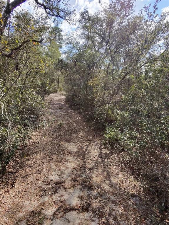 A dirt path winds through a wooded area with dense trees and foliage — TBD NE 170TH AVENUE ROAD, FORT MC COY, FL