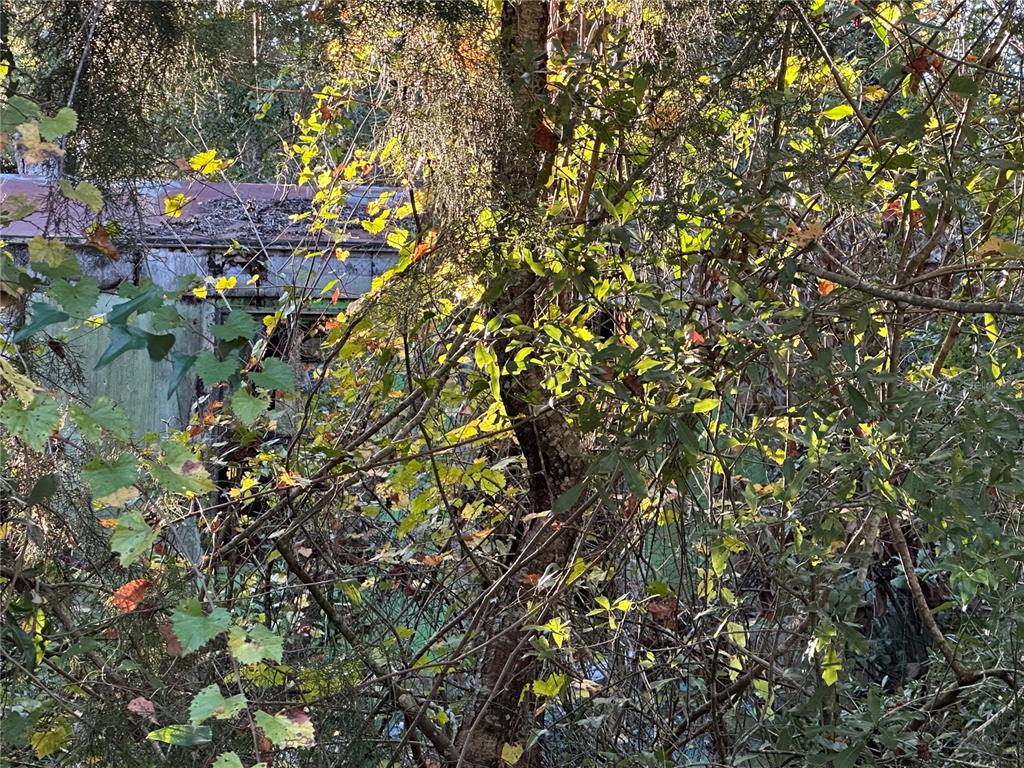 An overgrown, dilapidated structure is partially obscured by dense trees and foliage — 150 SE 926TH STREET, OLD TOWN, FL