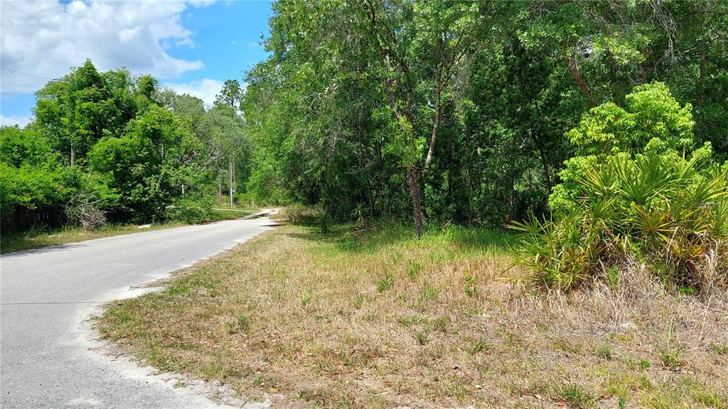 A paved road curves past a grassy lot bordered by dense trees and palmettos — DAVISTA, NEW PORT RICHEY, FL