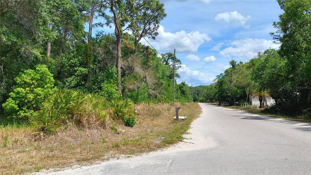 A paved road runs alongside a wooded lot with tall trees and dense vegetation — DAVISTA, NEW PORT RICHEY, FL
