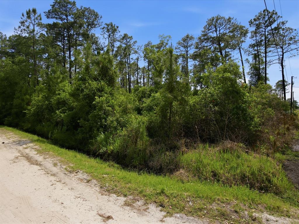 A dirt road runs alongside a dense, wooded lot with tall pine trees — 1490 10TH AVENUE, DELAND, FL