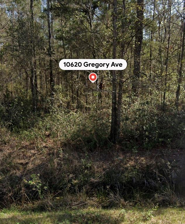 This is a ground-level view of a densely wooded, undeveloped lot with thick underbrush — 10620 GREGORY AVENUE, HASTINGS, FL