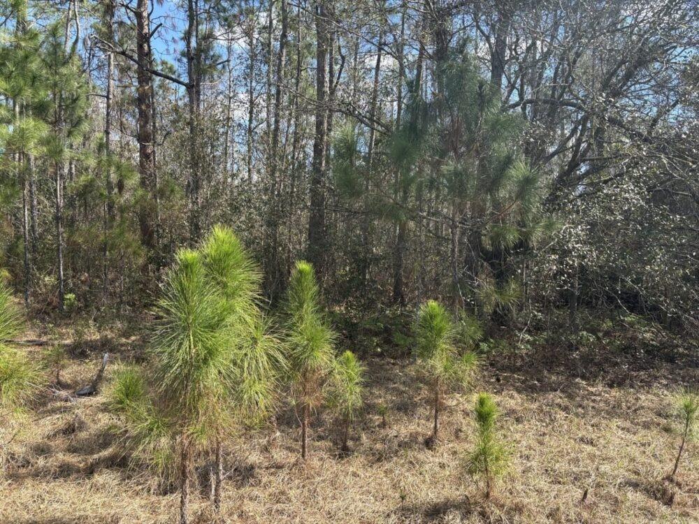 A wooded lot features several young pine trees growing in a grassy, open area — 0 Old Grade Road, FL 33868, FL