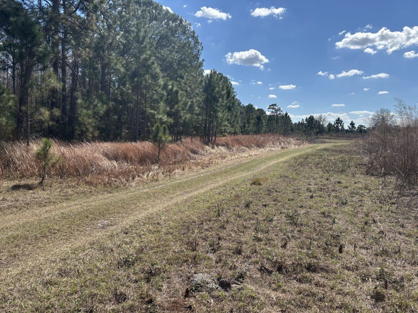 A dirt path runs alongside a line of pine trees and tall, dry grass — 0 Old Grade Road, FL 33868, FL