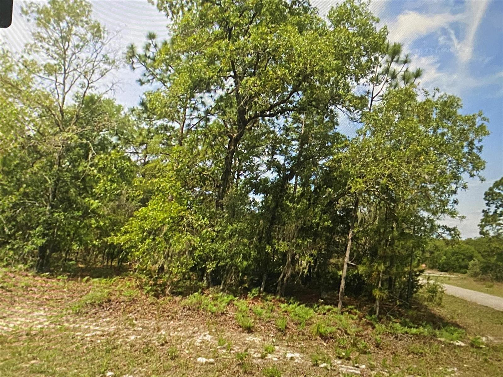 A wooded lot with mature trees and sandy ground sits next to a paved road — 6689 N Bedstrow Boulevard, FL 34434, FL