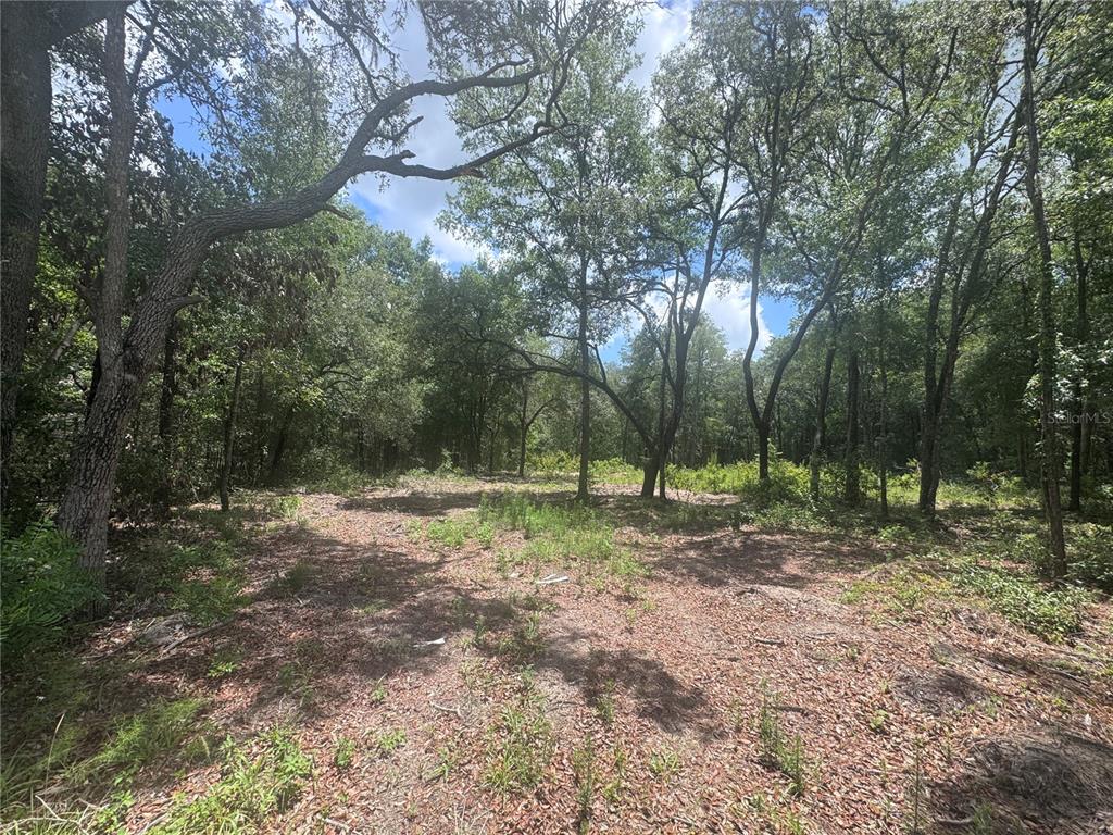 A cleared, wooded lot with mature trees and scattered ground vegetation under a blue sky — 751 NE 139TH AVENUE, WILLISTON, FL