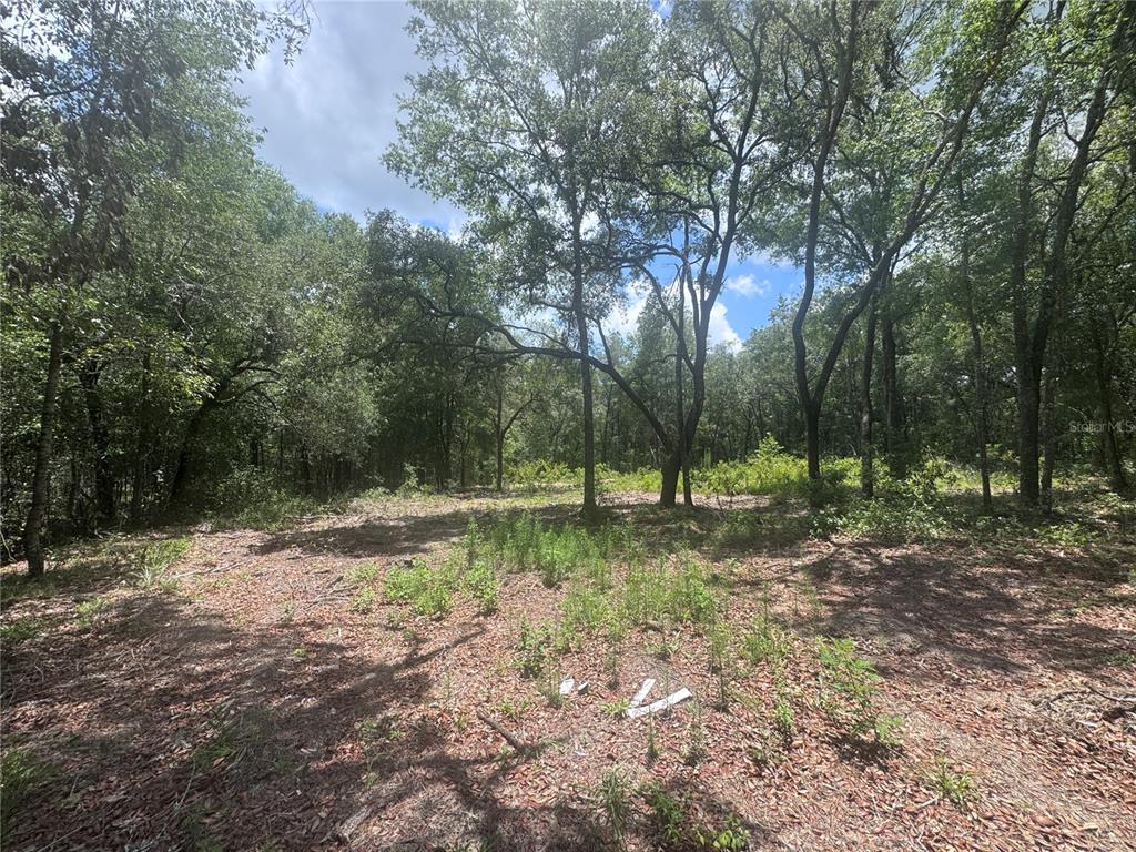 A wooded lot with scattered vegetation and tall trees under a partly cloudy sky — 751 NE 139TH AVENUE, WILLISTON, FL