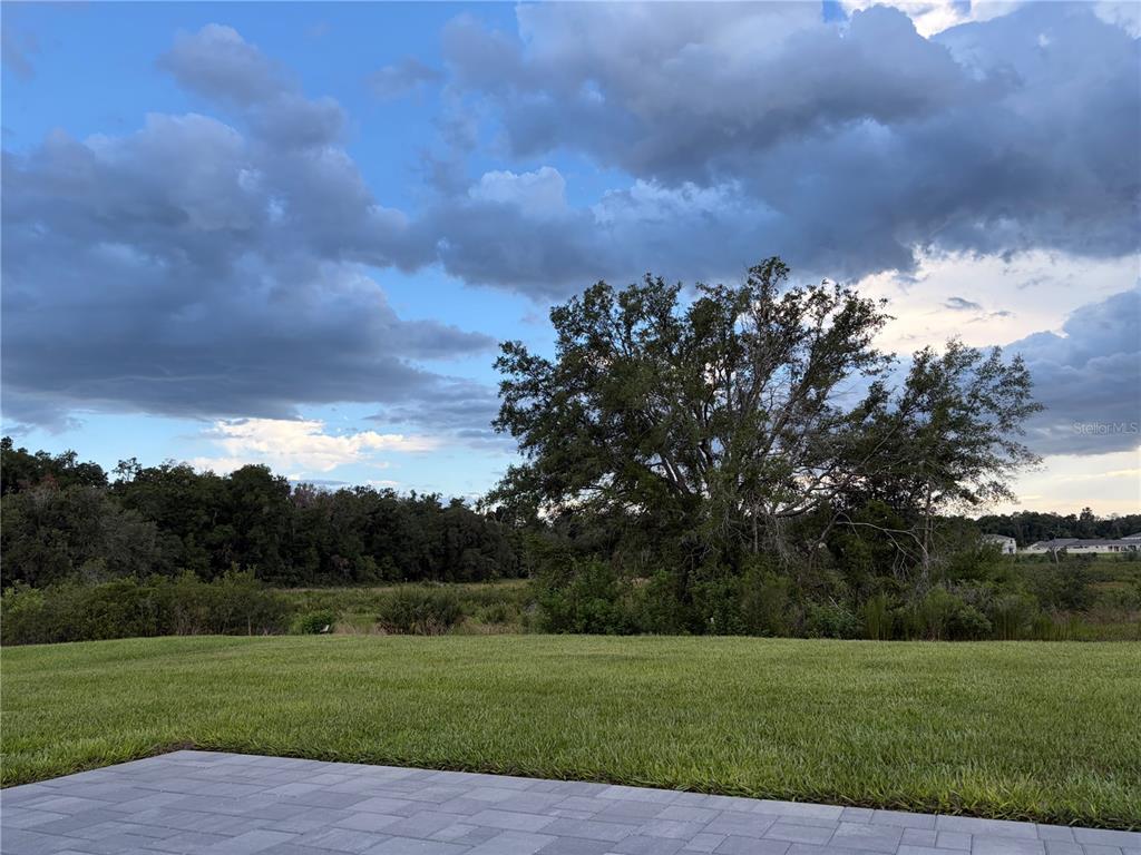 A grassy backyard overlooks a large tree and a wooded area under a cloudy sky — 3432 ISLEWOOD COURT, OCOEE, FL