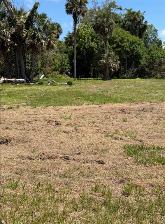 A grassy, partially cleared lot features several tall palm trees and dense surrounding woods — 535 OAK STREET, DAYTONA BEACH, FL