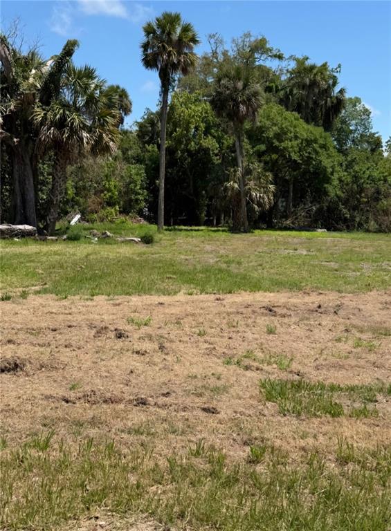 A vacant, grassy lot features several tall palm trees and dense foliage in the background — 535 OAK STREET, DAYTONA BEACH, FL