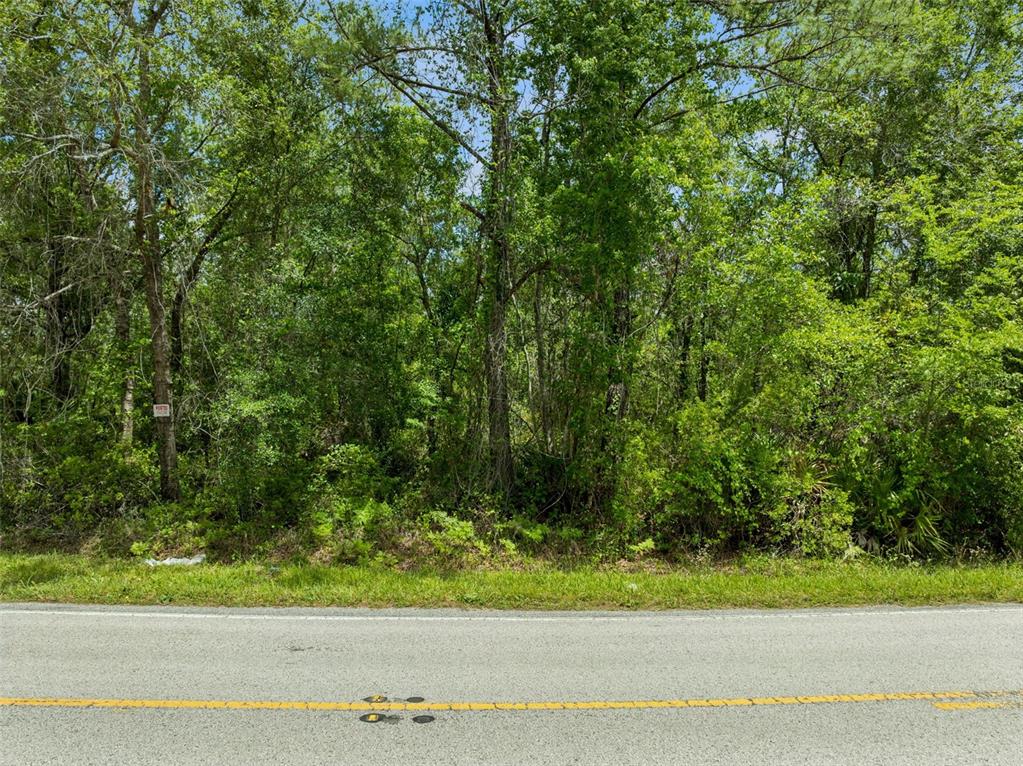 A paved road runs in front of a densely wooded, undeveloped plot of land — CULBREATH ROAD, BROOKSVILLE, FL