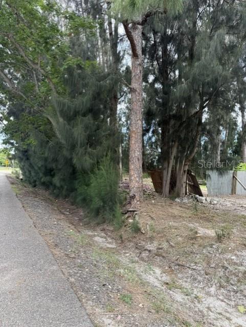 A paved path runs alongside a line of tall pine trees and a wooden fence — 3275 LAUREL AVENUE UNIT A, CLEARWATER, FL