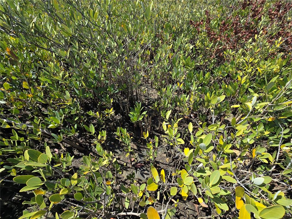 A dense thicket of green mangrove trees grows in dark, muddy soil — 15410 W ST MARTINS ROAD, CRYSTAL RIVER, FL