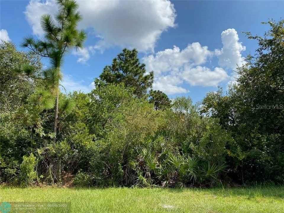 A grassy foreground leads to a dense thicket of trees and shrubs under a blue sky — MANATEE WAY, KISSIMMEE, FL