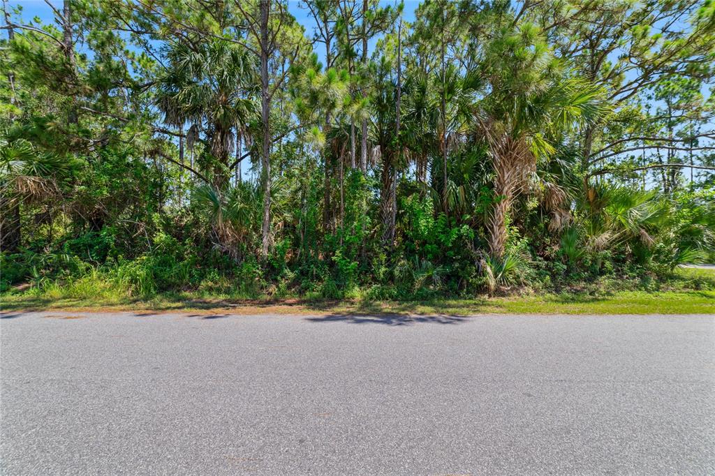 A paved road runs in front of a densely wooded lot with palm trees — GABBOYS AVENUE SE, PALM BAY, FL