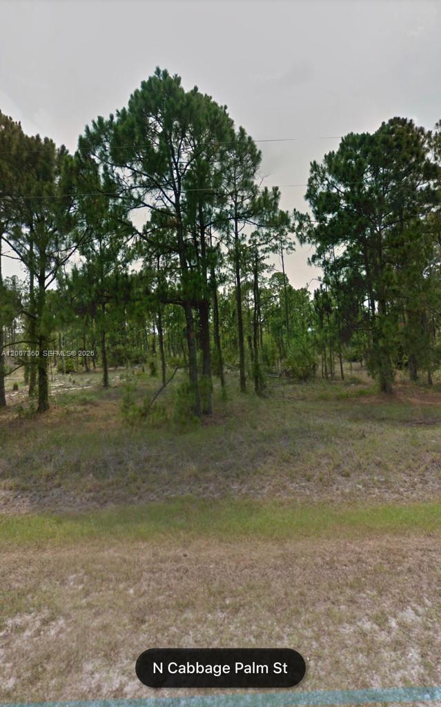A wooded, undeveloped lot with pine trees viewed from a grassy roadside — 470 N Cabbage Palm St, Clewiston FL 33440, CLEWISTON, FL