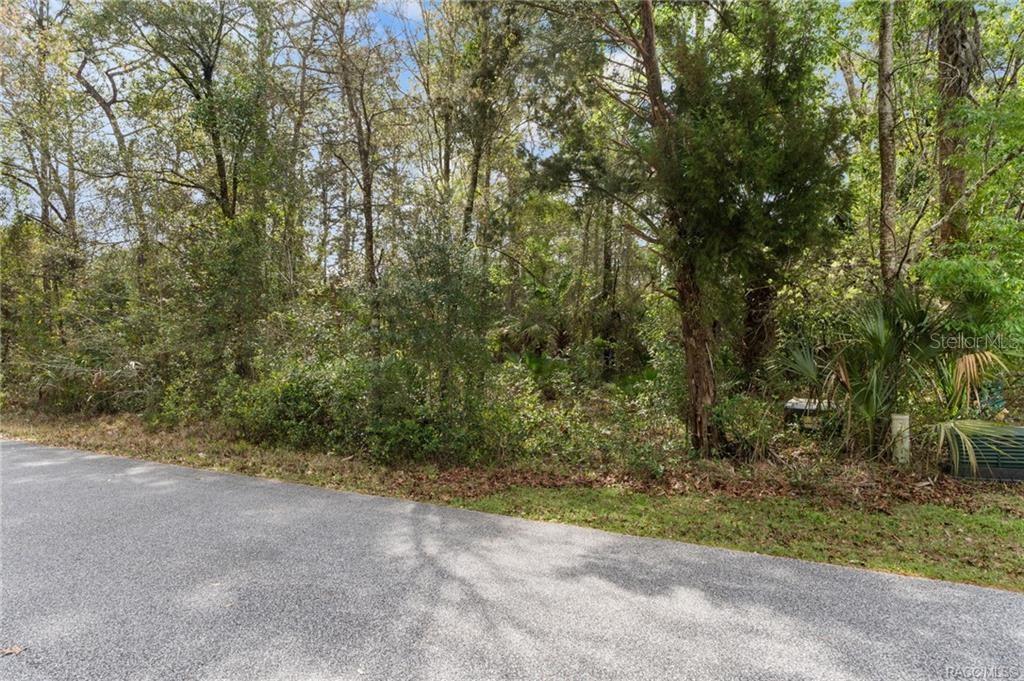 A paved road runs alongside a densely wooded, undeveloped residential lot — 7654 W SUNBURST LANE, HOMOSASSA, FL