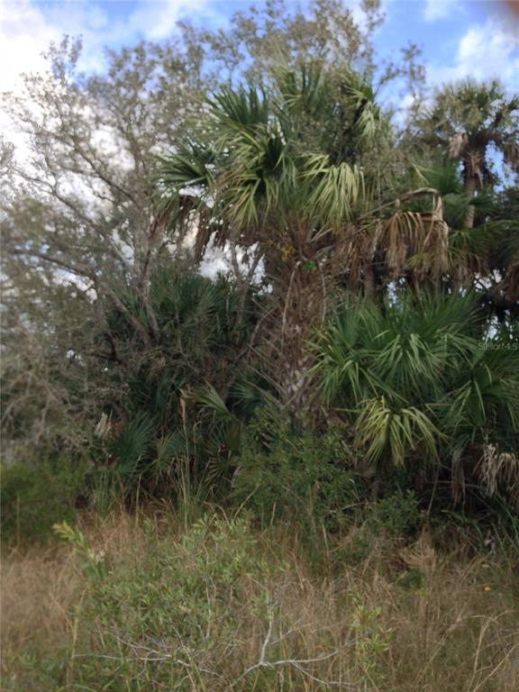 A tall palm tree stands surrounded by dense green foliage and tall, dry grass — 50670 BERMONT ROAD, PUNTA GORDA, FL