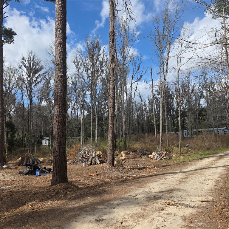 A dirt road runs alongside a wooded lot with several piles of cut logs — SW 11TH STREET RD, OCALA, FL