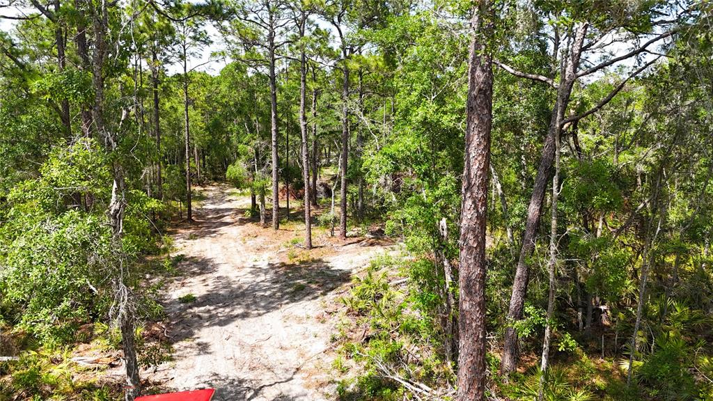 A dirt path winds through a wooded area with tall pine trees and dense undergrowth — 0 WINDHAVEN LANE, BROOKSVILLE, FL