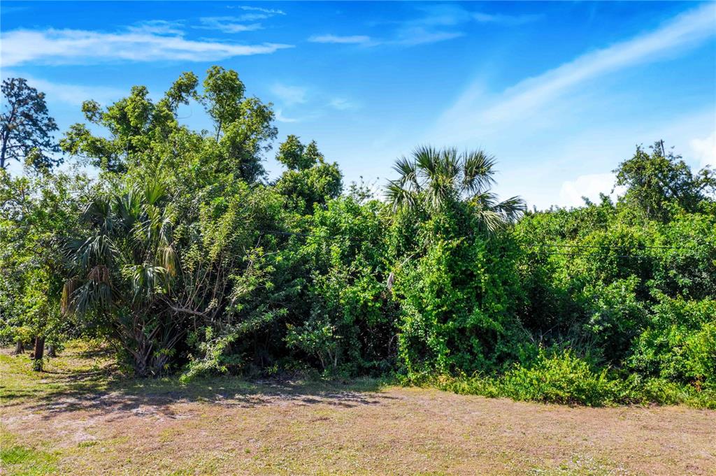 A grassy lot is bordered by dense trees and palm foliage under a blue sky — 23108 & 23116 OLEAN BOULEVARD, PORT CHARLOTTE, FL
