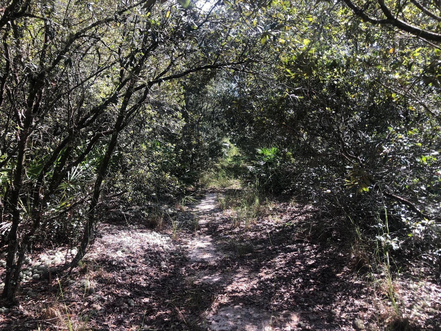 A narrow dirt path winds through a dense, sun-dappled forest with overhanging tree branches — 0 Oregon Street, FL 32148, FL