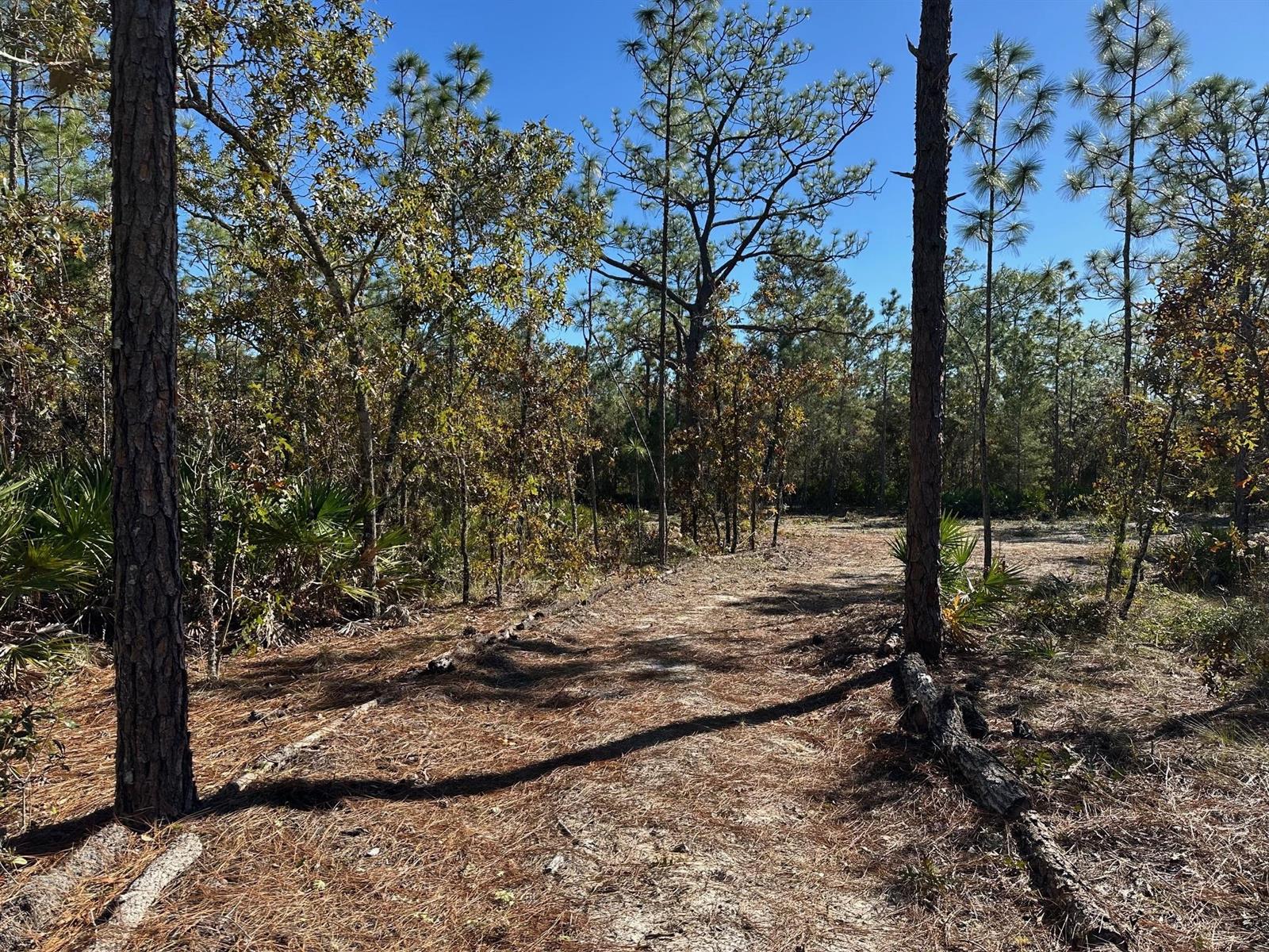 A dirt path leads through a wooded area with pine trees and palmetto bushes — 4944 W Mustang Boulevard, FL 34465, FL