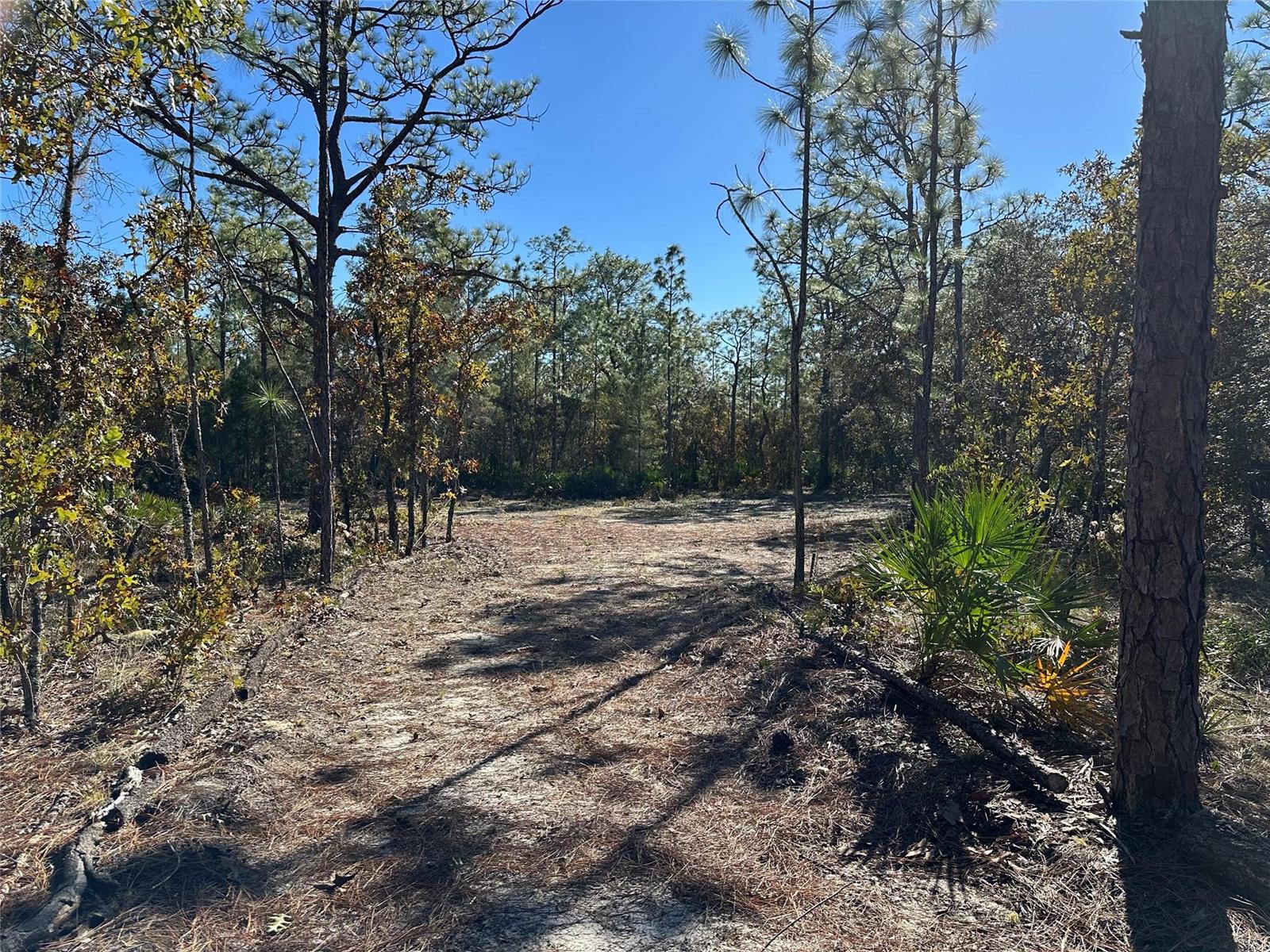 A cleared, sandy path leads through a wooded area with pine trees and palmettos — 4944 W Mustang Boulevard, FL 34465, FL