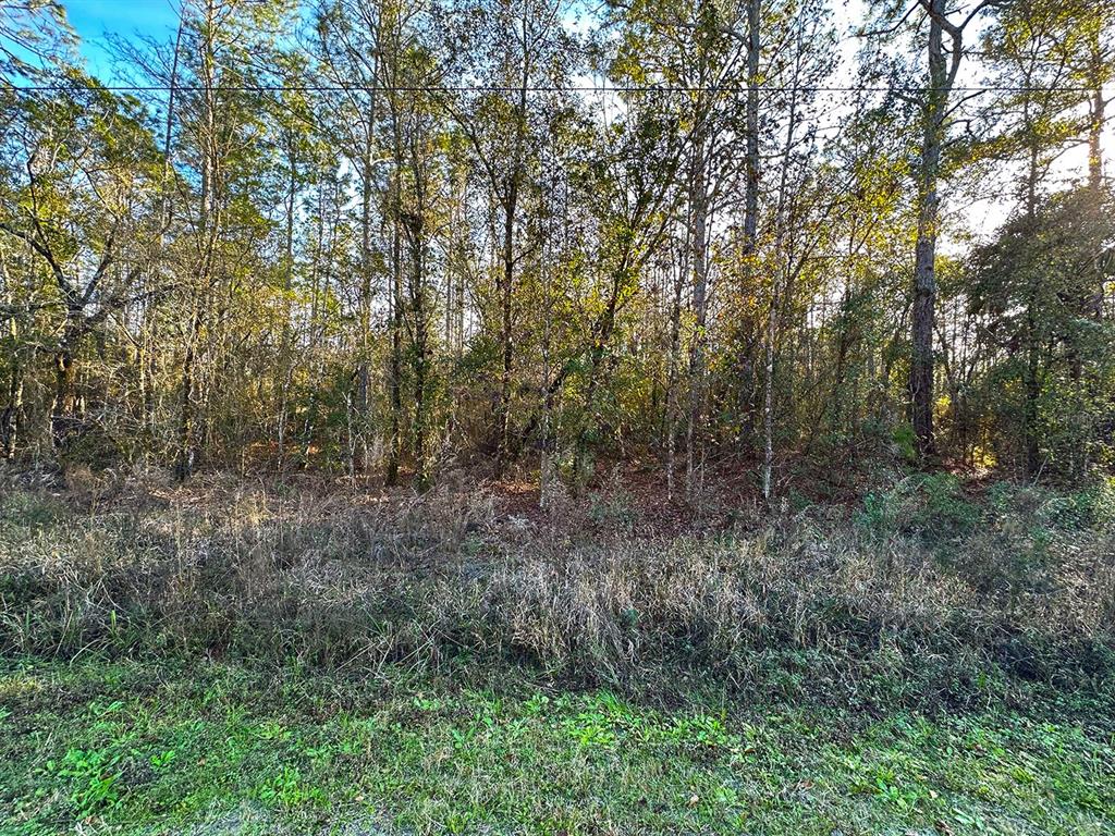 A view of a wooded lot with tall trees and dry brush under a bright sky — Lot 428 DIVISION STREET, HASTINGS, FL