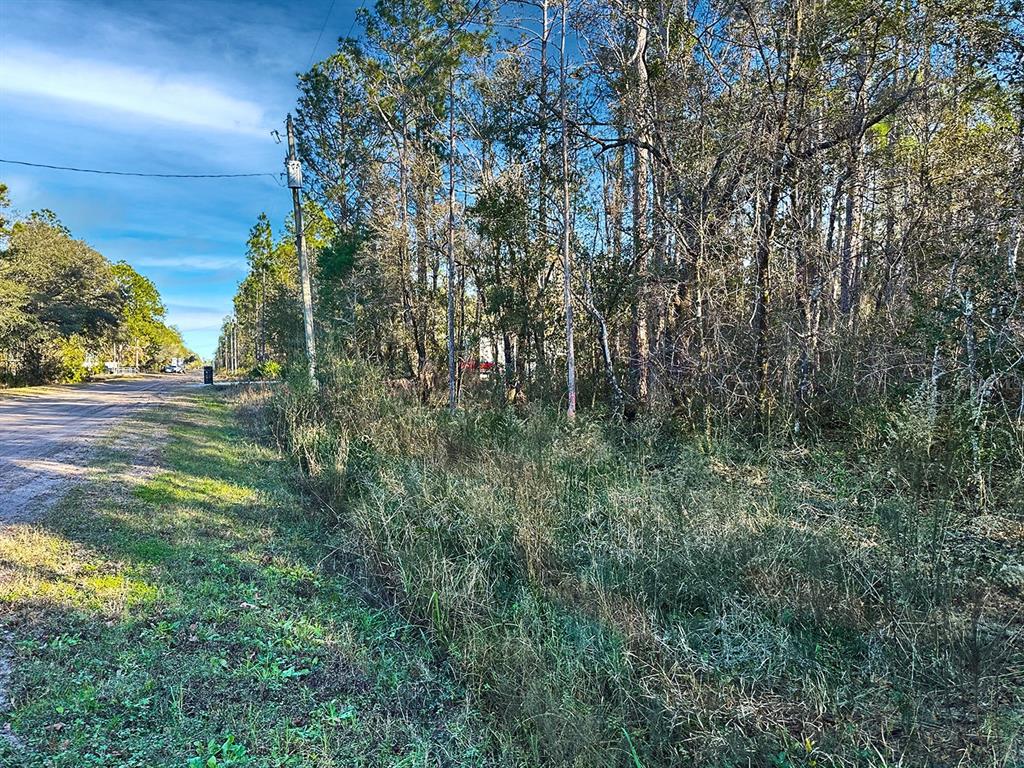 A dirt road runs alongside a wooded lot with tall trees and overgrown grass — Lot 428 DIVISION STREET, HASTINGS, FL