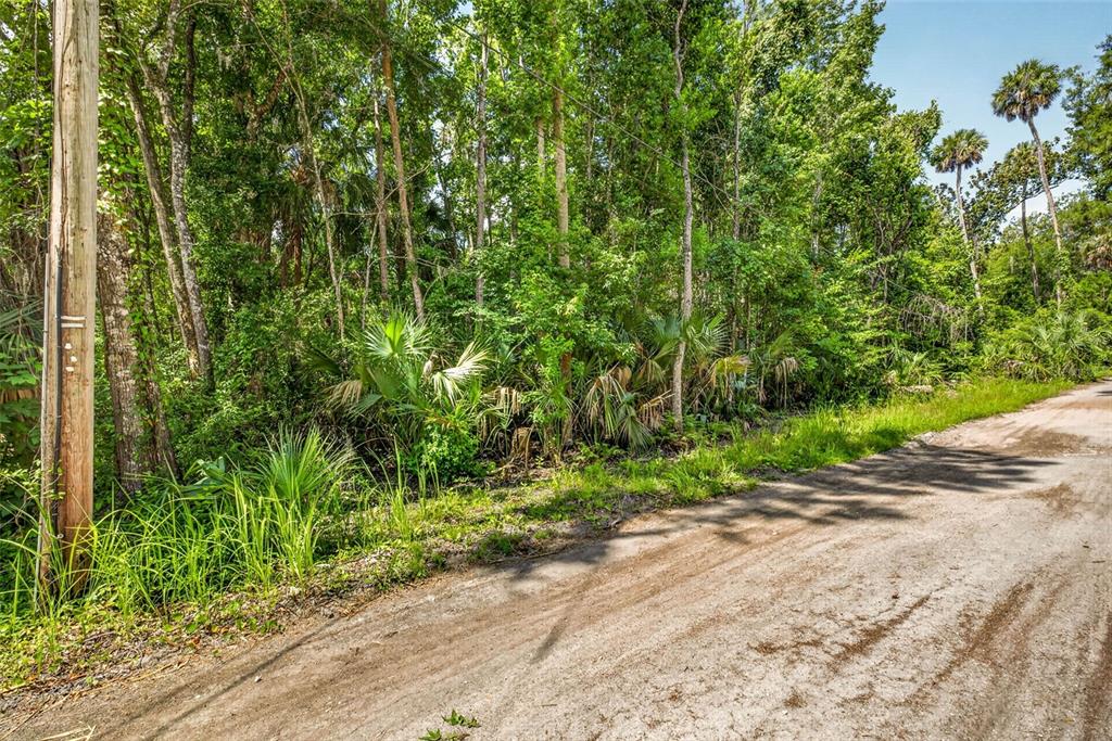 A dirt road runs alongside a dense, wooded lot with tall trees and palmetto bushes — 4626 S FLAMBEAU LOOP, HOMOSASSA, FL