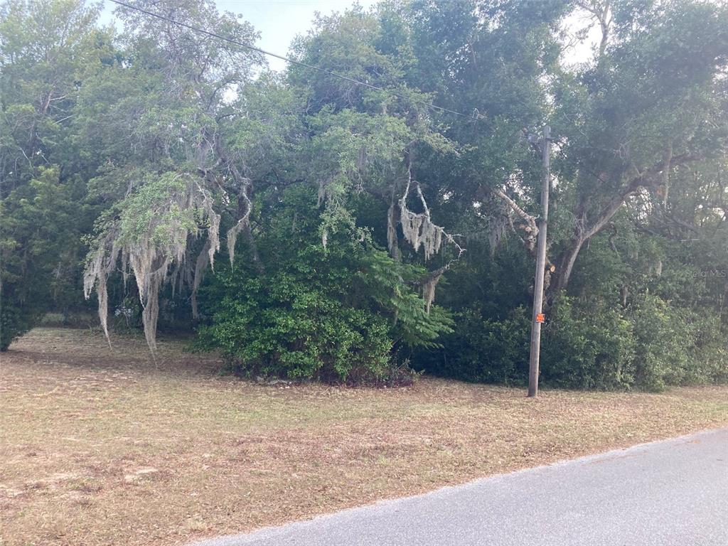 A grassy lot features mature trees draped with Spanish moss and a utility pole — 2830 LAUREL AVENUE, LAKE WALES, FL